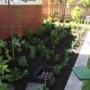 Loranthos project Kew