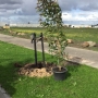 Top quality trees grown by Tall Trees pl